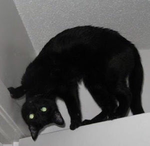 Meet your Posher, Kaylie